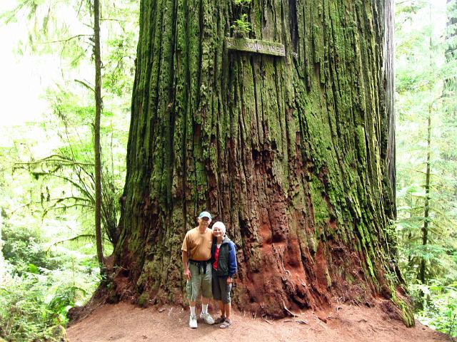 Bolan Mt & Redwoods-162.JPG - Boy Scout Tree